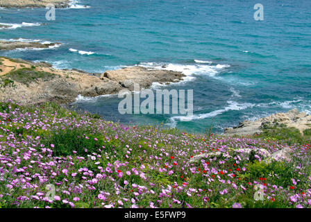 Bella primavera a Cap Taillat - Cote d'Azur vicino a Saint Tropez Francia Foto Stock