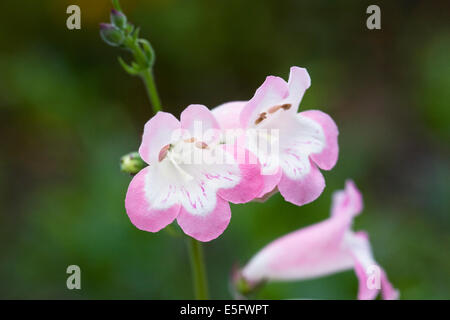 Penstemon 'Fujiyama' crescono in un confine erbacee. Linguetta di barba fiore. Foto Stock