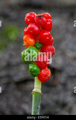 Il cuculo-pinta / Lords-e-ladies (Arum maculatum) mostra rosse bacche velenose Foto Stock