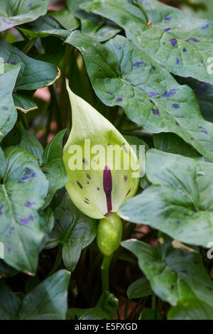 Il cuculo-pinta / Lords-e-ladies (Arum maculatum) in fiore Foto Stock