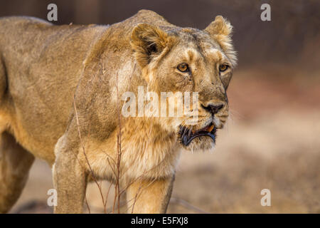 Leonessa asiatico (Panthera leo persica) in GIR forest, Gujarat, India. Foto Stock