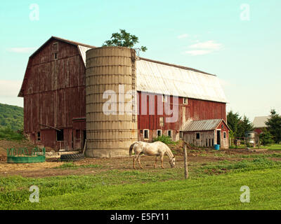 Cavallo al pascolo fuori fienile su un bel giorno di estate Foto Stock