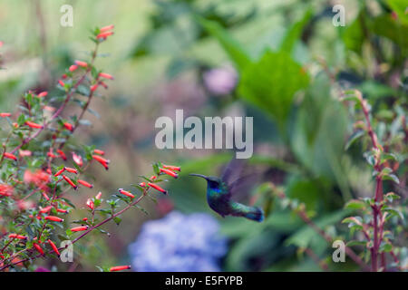 Colibrì (Colibris) alimentando ad un fiore in Finca hotel di Lerida Foto Stock