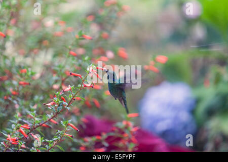 Colibrì (Colibris) alimentando ad un fiore in Finca hotel di Lerida Foto Stock