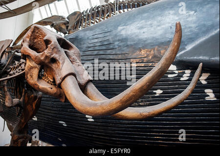 Scheletro di mammifero estinto massa gigante bradipo Megatherium americanum Foto Stock