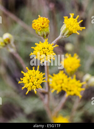 Hymenopappus filifolius; Asteraceae; girasole famiglia; fanciulla polverosi; fiori selvatici in fiore, Central Colorado, STATI UNITI D'AMERICA Foto Stock