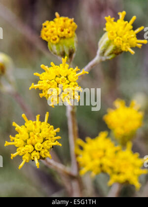 Hymenopappus filifolius; Asteraceae; girasole famiglia; fanciulla polverosi; fiori selvatici in fiore, Central Colorado, STATI UNITI D'AMERICA Foto Stock