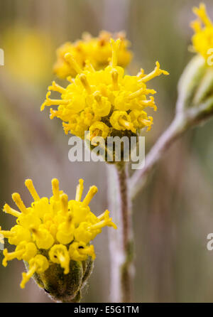 Hymenopappus filifolius; Asteraceae; girasole famiglia; fanciulla polverosi; fiori selvatici in fiore, Central Colorado, STATI UNITI D'AMERICA Foto Stock