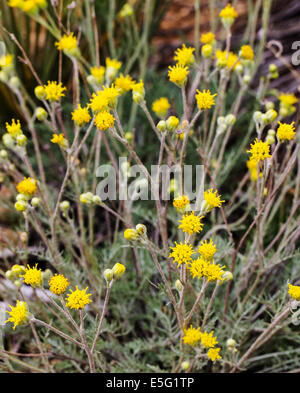 Hymenopappus filifolius; Asteraceae; girasole famiglia; fanciulla polverosi; fiori selvatici in fiore, Central Colorado, STATI UNITI D'AMERICA Foto Stock