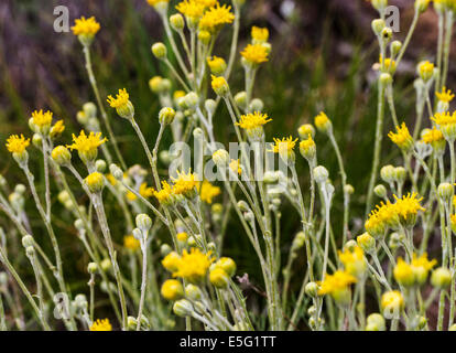 Hymenopappus filifolius; Asteraceae; girasole famiglia; fanciulla polverosi; fiori selvatici in fiore, Central Colorado, STATI UNITI D'AMERICA Foto Stock