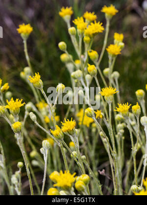 Hymenopappus filifolius; Asteraceae; girasole famiglia; fanciulla polverosi; fiori selvatici in fiore, Central Colorado, STATI UNITI D'AMERICA Foto Stock