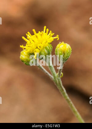 Hymenopappus filifolius; Asteraceae; girasole famiglia; fanciulla polverosi; fiori selvatici in fiore, Central Colorado, STATI UNITI D'AMERICA Foto Stock