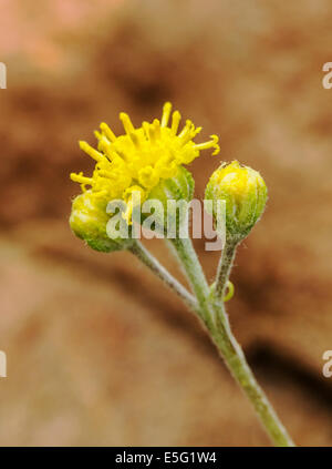 Hymenopappus filifolius; Asteraceae; girasole famiglia; fanciulla polverosi; fiori selvatici in fiore, Central Colorado, STATI UNITI D'AMERICA Foto Stock