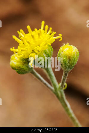 Hymenopappus filifolius; Asteraceae; girasole famiglia; fanciulla polverosi; fiori selvatici in fiore, Central Colorado, STATI UNITI D'AMERICA Foto Stock