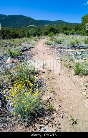 Hymenopappus filifolius; Asteraceae; girasole famiglia; fanciulla polverosi; fiori selvatici in fiore, Central Colorado, STATI UNITI D'AMERICA Foto Stock