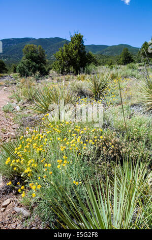 Hymenopappus filifolius; Asteraceae; girasole famiglia; fanciulla polverosi; fiori selvatici in fiore, Central Colorado, STATI UNITI D'AMERICA Foto Stock