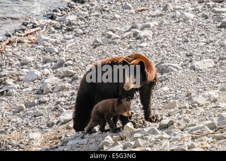 Colore bruno Orso nero con un minuscolo cucciolo su un lago, il Parco Nazionale di Jasper Alberta, Canada Foto Stock