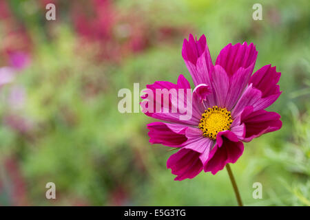 Cosmos bipinnatus 'Seashells' Fiore. Foto Stock