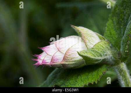 Salvia sclarea Foto Stock