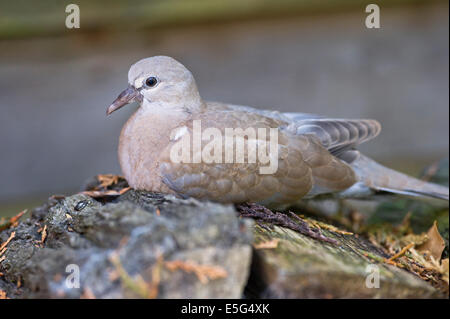 I capretti eurasiatica colomba a collare (Streptopelia decaocto) Foto Stock