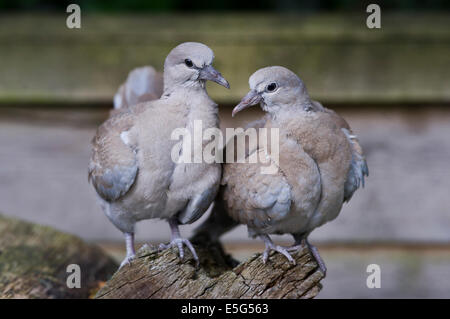 I capretti eurasiatica colombe a collare (Streptopelia decaocto) Foto Stock