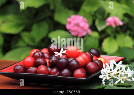 Maturano wild prugna sulla piastra e gelsomino, still life, Norfolk, Regno Unito Foto Stock