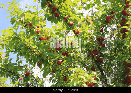 Maturano wild prugna su albero a Burgh Castle, Great Yarmouth Norfolk, Regno Unito Foto Stock