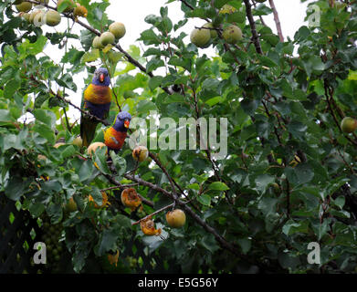 Una coppia di Australian Rainbow Lorikeet Rosella pappagalli mangiare la frutta in estate ad albero di albicocche. Foto Stock