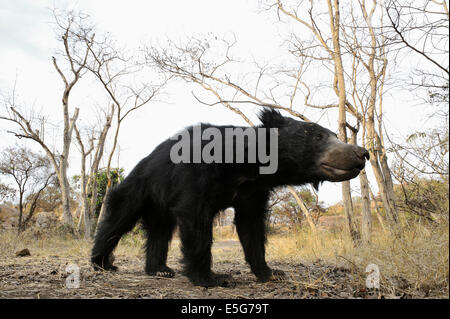 Sloth Bear Habitat Foto Stock