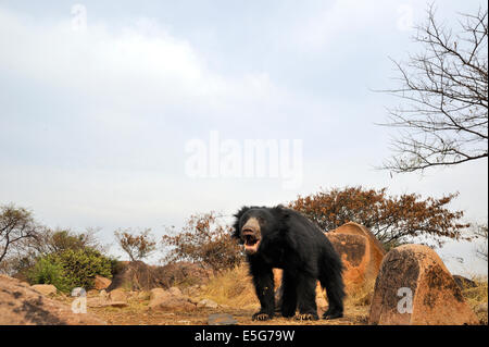 Sloth Bear Habitat Foto Stock