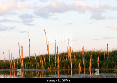Albero rimane in zona umida Foto Stock