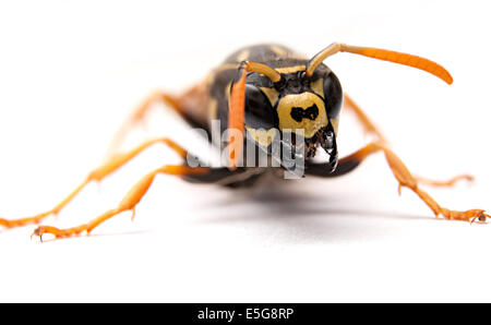 Wasp attacco con mandibole aperto bocca o su sfondo bianco macrofotografia Foto Stock