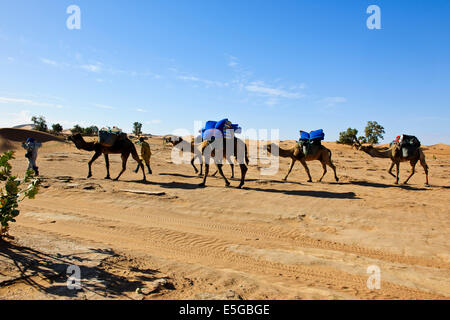 Erg Chegaga o Chigaga,cammelli,guide,Persone escursionismo,Tramonti,Camping,l'esperienza del Sahara, Lusso Tented alloggi,,Zagora,Marocco Foto Stock