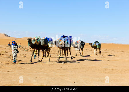 Erg Chegaga o Chigaga,cammelli,guide,Persone escursionismo,Tramonti,Camping,l'esperienza del Sahara, Lusso Tented alloggi,,Zagora,Marocco Foto Stock