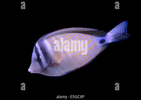 Un mare rosso sailfin tang, Zebrasoma desjardinii, isolato su sfondo nero Foto Stock