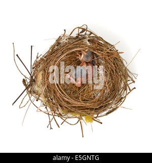 Bambino uccello in un nido Foto Stock