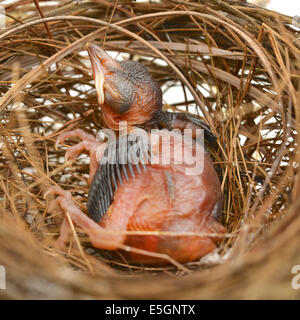 Bambino uccello in un nido Foto Stock