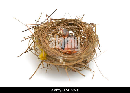 Bambino uccello in un nido Foto Stock