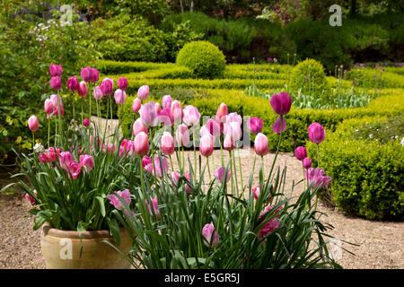 La molla tulipani in vasi di terracotta in giardino inglese con box topiaria da Foto Stock