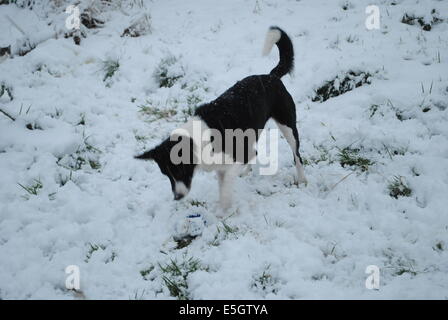 Border Collie nella neve Foto Stock