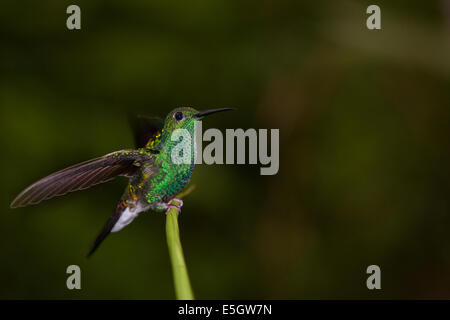 Bianco-sfiatato Plumeleteer, sci.name; Chalybura buffonii, su un ramo nel parco nazionale di Soberania, Repubblica di Panama. Foto Stock