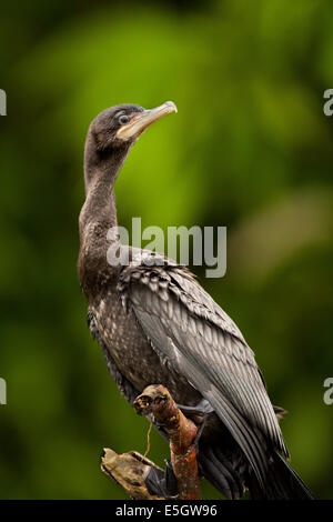 Cormorano neotropico, Phalacrocorax brasilianus, su un ramo secco sul fiume Rio Chagres, Repubblica di Panama. Foto Stock