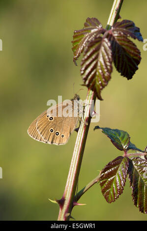 Ringlet butterfly (Aphantopus hyperantus), Regno Unito Foto Stock