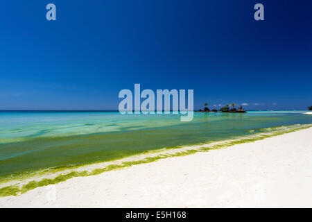 Le alghe in mare turchese, fango sulla spiaggia bianca. Il Boracay Island Foto Stock