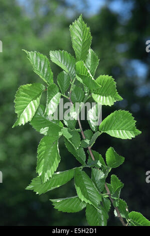 Il plot Olmo - Ulmus plotii Foto Stock