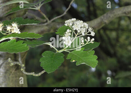 Sorbo montano svedese Sorbus intermedia (Rosacee) Foto Stock