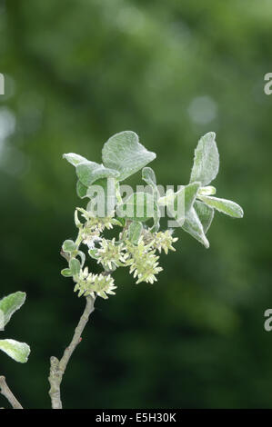 Eared willow Salix aurita (Salicaceae) Foto Stock