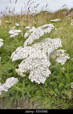 Achillea - Achillea millefolium (Asteraceae) Foto Stock