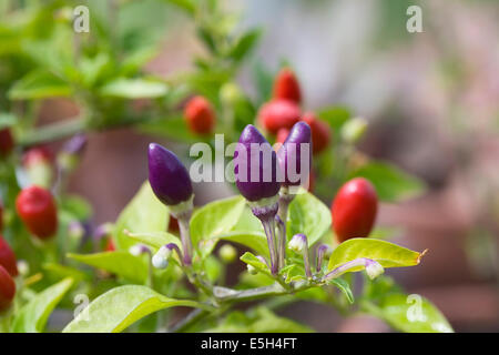 Il capsicum annum NuMex Twilight. Coloratissimo Peperoncino frutti. Foto Stock