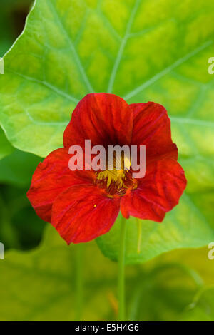 Tropaeolum majus. Giardino i Nasturzi Foto Stock